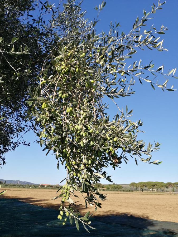 Il Podere Di Sole روكّاسترادا المظهر الخارجي الصورة